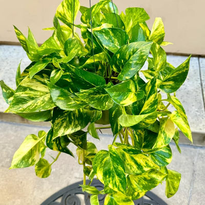 Golden Pothos Live Plant, Live Pothos Plant, Variegated Pothos Plant Live in 4 Inches Pot, Indoor Live House Plant, House Indoor Plant