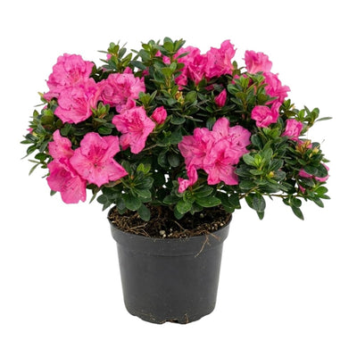 Azalea Live Plant, Live Azalea Plants, Flowering Shrub with Vibrant Red Blooms, 4-7 Inches Tall in 4 Inch Pot (Pink)