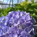 Hydrangea Live Plant in 2.5 Inc Pot, Hydrangea Tree Shrub Bush Perennial Outdoor Planting, Change Color Each Season (Purple to Pink to Blue)