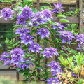 Clematis Vine Plant Live for Planting Outdoor, Clematis Plants Live, 4 to 6 Inch Tall, 2.5 Inc Pot, Perennial Fragrant Flowers Plant, Blue Clematis Double Flower