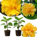 2 Hibiscus Plants, 3-5 Inch Tall Starter Plants - Live Hibiscus Flower Plants for Outdoor Garden, Patio, and Container Growing