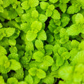 Set 4 Mojito Mint Plants, 4 to 7 Inch Tall Fresh Herb Starter Plant, Without Pot, Mint Live Plant for Patio and Garden, Culinary Herbs Fragrant Leaves