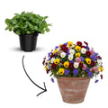 2 Mix Pansy Plants 3-5 Inches, Colorful Flowering Annual, Pansies Flower Well Rooted in 4'' Pot, Outdoor Garden Planting