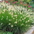 Hameln Dwarf Fountain Grass Plant Live to Grow in 4 Inc Pot, Dwarf Grass Live Plant for Planting, Ornamental Grass Plant
