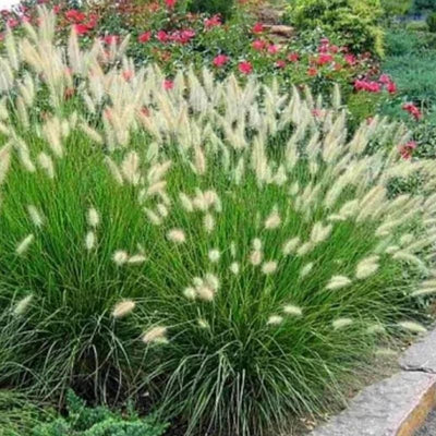 Hameln Dwarf Fountain Grass Plant Live in 4 Inch Pot, Dwarf Grass Live Plant for Growing, Ornamental Grass Plant
