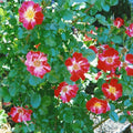 Rose Plant Live, Fragrant Reblooming Roses Flowers for Landscape Planting (Fourth of July Rose), in Pot