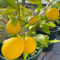 Starter Meyer Lemon Trees Live Plants in 4" Pot, 1 to 2 Inch Tall, Hardy Citrus Tropical Fruit, Yellow Lemon Lime Like