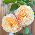 Fragrant Rose Plant Live in Pot, Reblooming Roses Bush for Outdoor Garden (Apricot Rose)