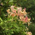 Purple Honeysuckle Plant, Honeysuckle Vine Plant Live from 5 Inch Tall, 2.5 Inches Pot for Planting Outdoor