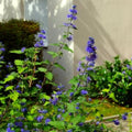 Blue Bluebeard Plant Live Flower Plant, Caryopteris Plant in 2.5 Inc Pot
