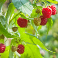 Raspberry Plant Live for Planting 6 to 12 Inch Height, Raspberry Bush Live Plant to Grow, Sweet Raspberries Seedling Outdoor (Everbearing Raspberry)