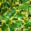 Live English Ivy Plant Indoor, Hardy English Ivy Plant, Variegated English Ivy Plant 4 Inc Pot for Gardening Indoor Outdoor