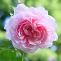 Roses Plant Live, in Pot, Fragrant Roses Flowers, Everblooming Ornamental Garden (Pink)
