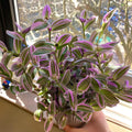 Tradescantia Plant, Nanouk Wandering Jew Plant Live in 2.5 Inches Pot, Live House Plant