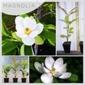 Magnolia Tree Live Plant for Planting, Magnolia Flowers Bush 6 to 12 Inches Height, in Pot, Fragrant Magnolia Shrub (Sweetbay Magnolia)
