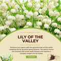 Lily of the Valley Plant Live for Planting, 6 May Lilies Bare Roots, Sweet Fragrant and Weeping White Flowers for Spring Blooms