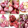 1/2 LB Red Chesnok Garlic Bulbs for Planting in Fall, High Yield Hardneck Garlic Cloves Seeds, Fresh, Cold Hardy and Fast Growing, Various Varieties