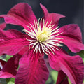 Clematis Vine Plant Live for Planting, Deep Red Clematis Plant Live in 2.5 Inches Pot, Clematis Flowers Perennial
