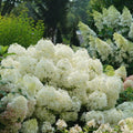 Well-Rooted Hydrangea Live Plant in 2.5 Inch Pot, Hydrangea Tree Shrub Bush Perennial Outdoor Planting (White)