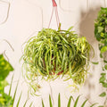 Curly Spider Plant Live 4 Inch Pot, Trailing Spider Vine Houseplant Live Indoor Planting (Green Spider)