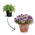 2 Pansy Flower Plants Live 4'' Pot, Multi-Color Blooms Pansies, Outdoor Gardens, Pots, and Landscaping Growing