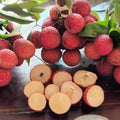 Lychee Tree Live Plant, 5 to 8 Inc Tall, Lychee Fruit Tree for Gardening Outdoor