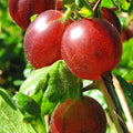 1 Gooseberry Plant Live, Gooseberry Bush Live Plant for Planting Your Garden, Gooseberry Shrub Starter Plant 5-9 Inch Height