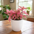 Polka Dot Live Plant, Polka Dot Plant, Small Indoor Plants, 2.5 Inches Pot for Indoor or Outdoor Houseplant (Rose)