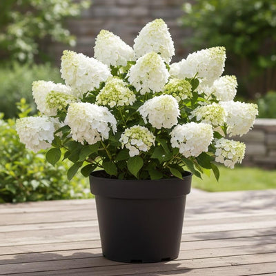 White Flowers to Blush Pink Hydrangea Plant 4 Inch Pot, Hydrangea Shrub Live Plants for Outdoor or Indoor Planting, Change Color Perennial Plant