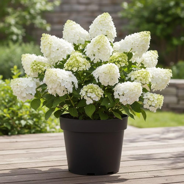 White Flowers to Blush Pink Hydrangea Plant 4 Inch Pot, Hydrangea Shrub Live Plants for Outdoor or Indoor Planting, Change Color Perennial Plant