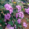2 Purple Lantana Plants Live Trees, Ready to Bloom, Hardy Long Blooming Seasons, Vibrant Colorful Perennial Fragrant, 5-10" in Tall, Full Sun Growing