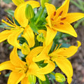 2 Yellow Lily Bulbs, Lily Flower Bulbs, Lily Bulbs for Spring Planting, Lilies Bulbs, Spring Flower Bulbs, Grow Well Indoor Outdoor