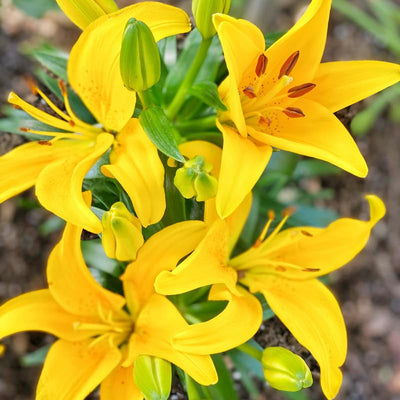 2 Yellow Lily Bulbs, Lily Flower Bulbs, Lily Bulbs for Spring Planting, Lilies Bulbs, Spring Flower Bulbs, Grow Well Indoor Outdoor