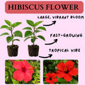 2 Red Hibiscus Plants, 3-5 Inch Tall Starter Plants - Live Hibiscus Flower Plants for Outdoor Garden, Patio, and Container Growing