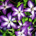 Clematis Live Plant in 2.5" Pot, Flowering Climbing Clematis Vine Starter for Outdoor Garden and Trellis, Well Rooted