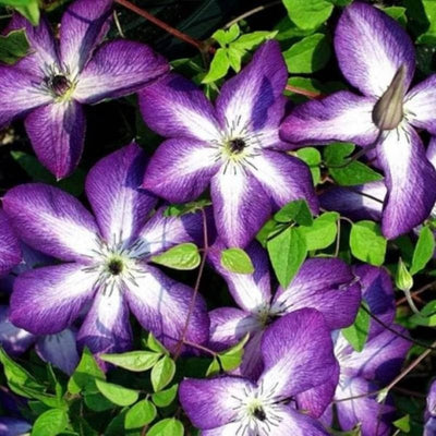 Clematis Live Plant in 2.5" Pot, Flowering Climbing Clematis Vine Starter for Outdoor Garden and Trellis, Well Rooted