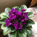 African Violets Plant Live in 4'' Pot, Fast-bloming Indoor Outdoot Flowering Plant with Vibrant Blooms (Blue African Violet)