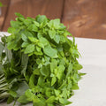 3 Basil Plants, Greek Basil Plants Live for Indoors, Perennial Herb Plant Live, 4 to 6 Inches, No Pot