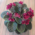 Red African Violet Plant Live, 4 Inch Pot, Indoor Flowering Plant