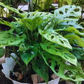 2 Monstera Plants Live, Live Monstera Plants, Swiss Cheese Monstera Plant Live, Swiss Cheese Plant Live Indoor, 4 to 6 Inc Tall