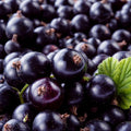 Live Currant Bush Plant Fast Growing, Ready Bear Fruit Within 1 Year - No NC, WV, NH, 6-14" Tall, Great for Backyard or Orchard Growing, Currant Plant (Black-Purple)