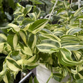 2 Variegated Wandering Jew Plants Live Houseplants, Rooted Cuttings Tradescantia Live Plant for Décor, Fast-Growing and Easy to Grow, Starter Size