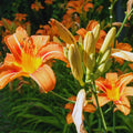 3 Daylilies Perennial Bulbs, Daylily Bulbs for Planting, Perennial Flower Bulb