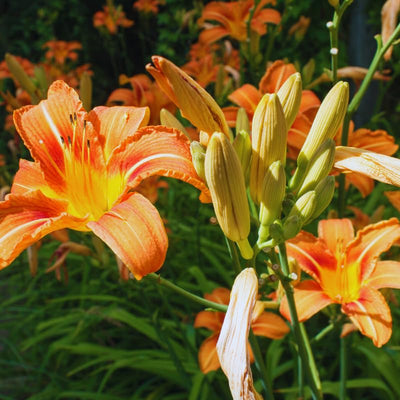 3 Daylilies Perennial Bulbs, Daylily Bulbs for Planting, Perennial Flower Bulb