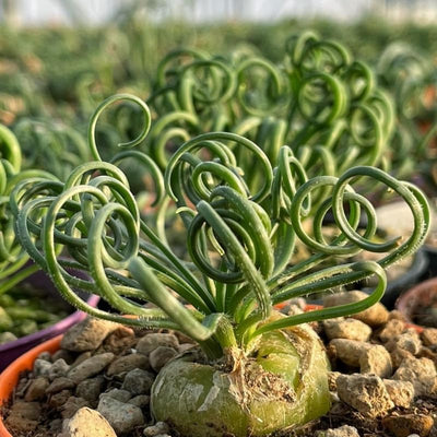 Albuca Spiralis Frizzle Sizzle Plant, Live Houseplant in 3.5 Inch Pot, Curly Succulent for Indoor Planting