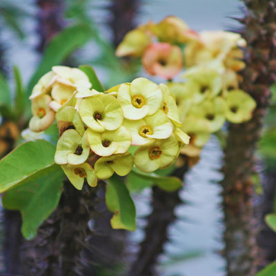 Yellow Crown of Thorns Live Plant, Euphorbia Milii Plants, Crown of Thorns Plants Live, 3 to 5 Inc Tall Gardening Indoor Outdoor