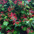 Honeysuckle Live Plant, Fragrant Honeysuckle Vines, Perennial Lonicera Bush for Outdoor Garden 3-6 Inches (Red)