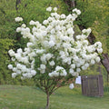 Old Snowball Viburnum Plants Live in 4" Pot, 6-12 Inch Tall, White Flowers Shrubs, Perennial Hardy Snowball Viburnum Flowers Plants, Leafless in Winter