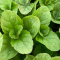 Live Mint Herb Plant, Perennial Mint Plant, Fragrant Mints, 3.5 Inch Pot for Indoor or Outdoor Growing (Orange Mint)
