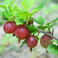 1 Pixwell Gooseberry Plant Live, Gooseberry Bush Live Plant for Planting Your Garden, Gooseberry Shrub Starter Plant 5-9 Inch Tall